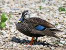 Chinese Spot-Billed Duck (WWT Slimbridge June 2011) - pic by Nigel Key